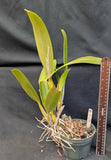 Rec. Rey de La Casa Graf <br>  Blc. Arom Gold x <br>Mcp. brysiana 'Blanco Crema' (5"p)