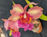 Rec. Rey de La Casa Graf <br>  Blc. Arom Gold x <br>Mcp. brysiana 'Blanco Crema' (5"p)