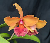 Rec. Rey de La Casa Graf <br>  Blc. Arom Gold x <br>Mcp. brysiana 'Blanco Crema' (5"p)