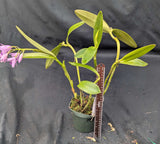 C. bowringiana coerulea (6"p)