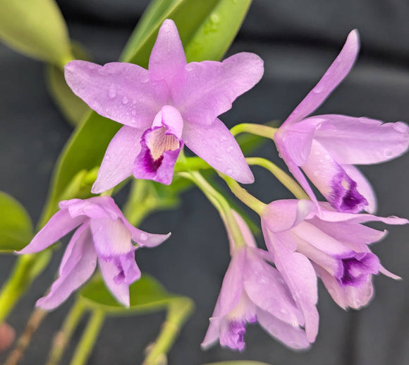 C. bowringiana coerulea (6
