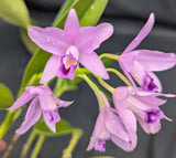 C. bowringiana coerulea (6"p)