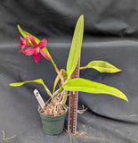 Rth. Maui Ruby (4"p) <br> C. Chocolate Drop 'Kodama' x Pot Rubescence 'Sunset Valley Orchid'