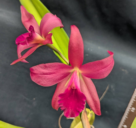 Rth. Maui Ruby (4