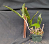 Blc. Playa Morrocoy (5" pot)<br> (Blc. Chinese Bronce x Bc. Maikai 'Majumi')
