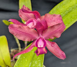 Recc. Graf's Fire (6"p) <br> (Blc. Mem. Hans Graf x Sch splendida)