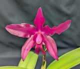 Recc. Graf's Fire (6"p) <br> (Blc. Mem. Hans Graf x Sch splendida)