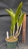 Blc. Playa Morrocoy (5" pot)<br> (Blc. Chinese Bronce x Bc. Maikai 'Majumi')