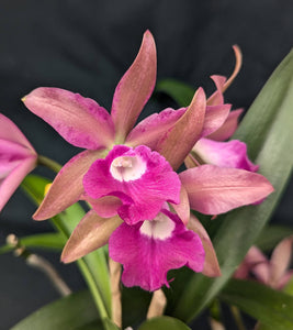 Blc. Playa Morrocoy (6" pot)<br> (Blc. Chinese Bronce x Bc. Maikai 'Majumi')