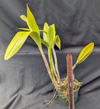 Schcat. Graf's Fuchsia (6"p)<br> (C. Portia 'Cannizaro' x Sch. undulata)