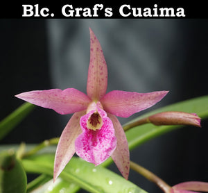 Blc. Graf's Cuaima (4"p)<br> (Bc. Maikai 'Majuni' x Blc. Apache Sunrise)