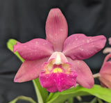 Rlc. Graf's Paraiso (6"p)<br> (Pot. Angel Eyes x Blc. Tutankamen 'Pop')