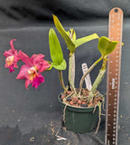 Blc. Grafs Ojos Bellos (5"p)<br> Blc. (Charito Fernandez x Angel Eyes)