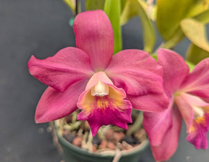 Blc. Grafs Ojos Bellos (5"p)<br> Blc. (Charito Fernandez x Angel Eyes)