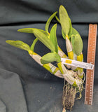 Myrmecophila christinae 'Belleza' x self (BR)