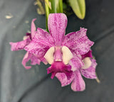 Lyon. Graf's Celebracion (BR) <br> (Lc. Llory Ann 'Paradise' x Sch. lyonsii)