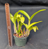 Lyonara Graf's Accents (5"p)<br>(Lc. Mia Angela 'La Orquidea' x Sch. superbiens)