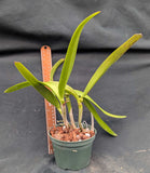 Bc. Playa Todasana (5" p)<br> (C. Portia 'Canizarro' x Bc. Maikai 'Mayumi')