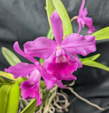 Bc. Playa Todasana (5" p)<br> (C. Portia 'Canizarro' x Bc. Maikai 'Mayumi')