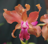 Rlc. Graf's Crepusculo  (5"p) <br> (Blc. Graf's Brillo x Sch. undulata 'Beige')