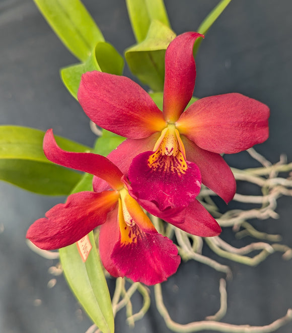 Blc. Graf's Golden Digger (4