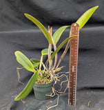 Cattleya Granuglossa (4"p)<br> (C. amethystoglossa x C. granulosa)