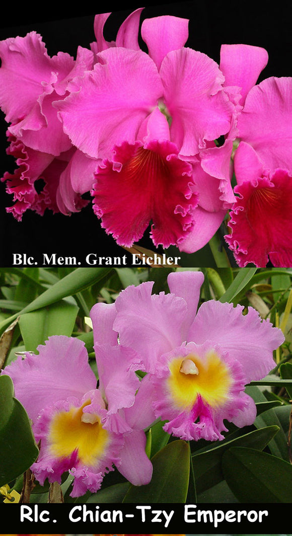 Blc. Graf's Sentinela (4