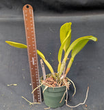 Blc. Graf's Sentinela (4"p) <br>(Blc. Grant Eichier x Blc. Chian-Tzy Emperor)