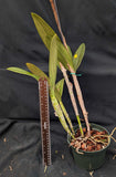 Schombocattleya Graf's Flacucha (6" p)<br>(C. schilleriana x Sch. heidii)