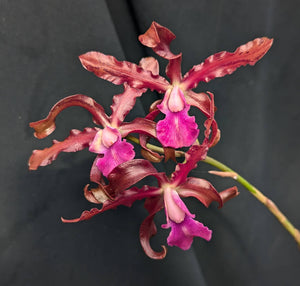 Schombocattleya Graf's Flacucha (6" p)<br>(C. schilleriana x Sch. heidii)