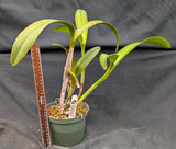 Recchara Graf's Rojizo (6"p)<br> (Blc. Trick or Treat x Recc. Graf's Fusion)
