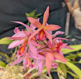 Recchara Graf's Rojizo (6"p)<br> (Blc. Trick or Treat x Recc. Graf's Fusion)