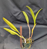 Recchara Detlef Salge (5"p) <br> (Recc. Graf's Caminante x Blc. Shingfong Luoyang 'Golden King')