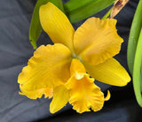 Recchara Detlef Salge (5"p) <br> (Recc. Graf's Caminante x Blc. Shingfong Luoyang 'Golden King')