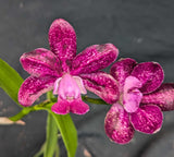 Rlc. Graf's Puntitos (6"p)