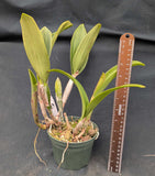Pot. Graf's Boogie (5"p) <br> (Pot. Born to Boogie x  C. schilleriana 'Polo')