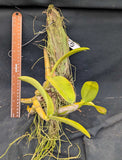 Myrmecophila christinae alba x self (m)