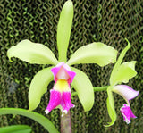Blc. Graf's Galipan (6"p)<br> (Blc. Mem. Helen Brown  x C. schilleriana)
