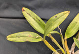 Blc. Graf's Galipan (6"p)<br> (Blc. Mem. Helen Brown  x C. schilleriana)