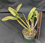 Blc. Graf's Galipan (6"p)<br> (Blc. Mem. Helen Brown  x C. schilleriana)