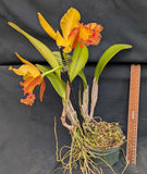 Blc. Williette Wong 'The Best' x B. digbyana (5"p)