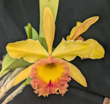 Blc. Williette Wong 'The Best' x B. digbyana (5"p)