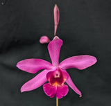 Myc. Forelira overgrown (6"p)