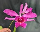 Myc. Forelira Large (Mounted)<br> (C. Tropical Pointer x Mcp. grandiflora)