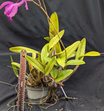 Myc. Forelira overgrown (6"p)