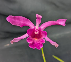Myc. Forelira (4"p)