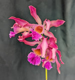 Myc. Graf's Magic (5"p) <br> (L. purpurata Striata x Mcp. christinae )