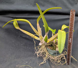 Myc. Graf's Magic (5"p) <br> (L. purpurata Striata x Mcp. christinae )