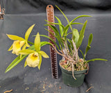 Grafara Playa Punta Arena in a 5" pot<br>(Rechingerara Graf's Music x Brassavola nodosa)