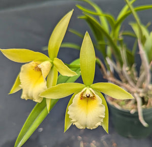 Grafara Playa Punta Arena in a 5" pot<br>(Rechingerara Graf's Music x Brassavola nodosa)